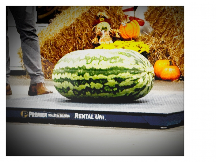 KY State Fair Great Watermelon and Pumpkin Weigh-In